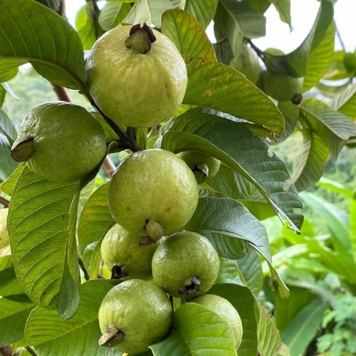 Fresh Guava