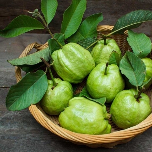 Fresh Guava Fruit