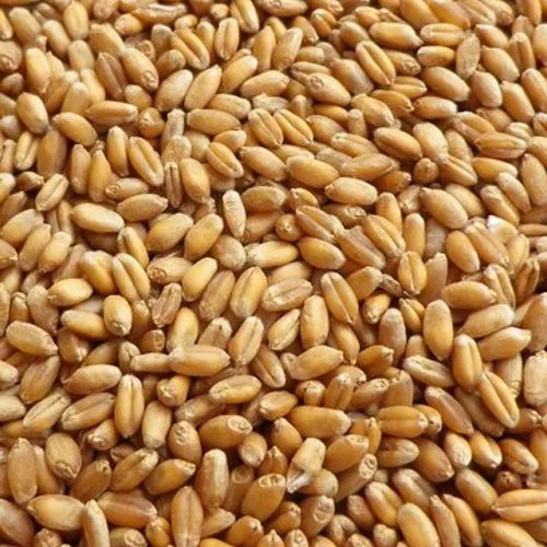 Wheat Grains - Color: Brown