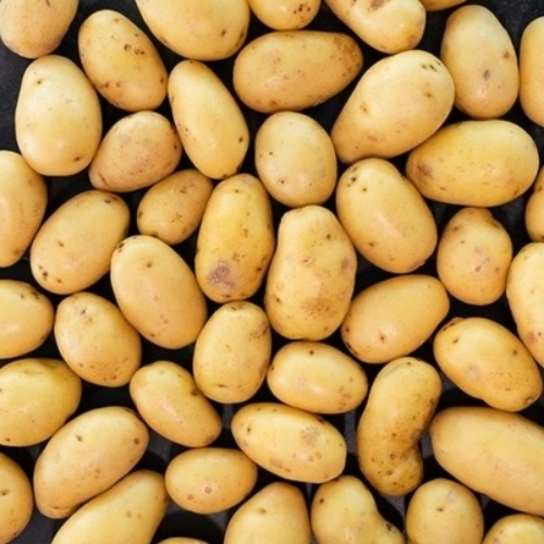 Fresh Potato