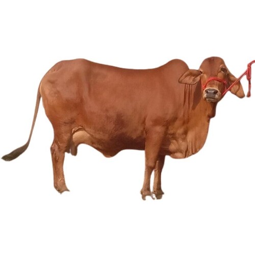 Gir Cow