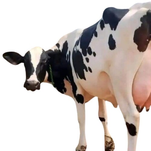 Hf Cow