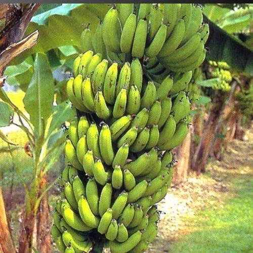 Fresh Banana