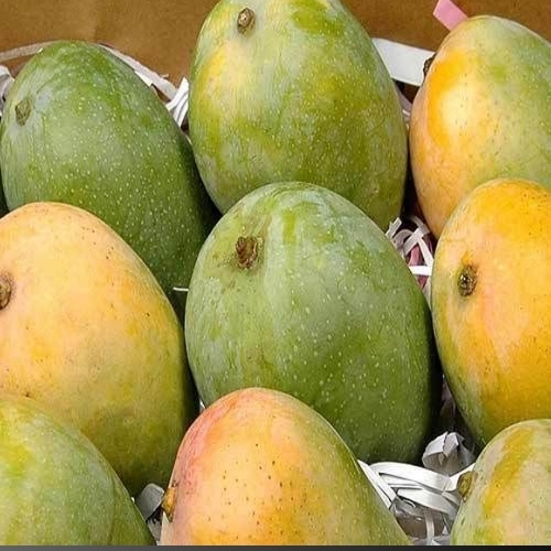 Fresh Mango