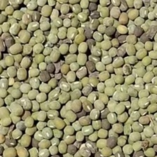 Green Gram