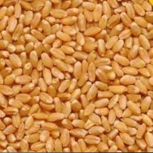 Organic Wheat Grain
