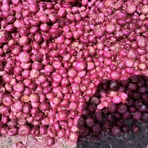 Red Onion
