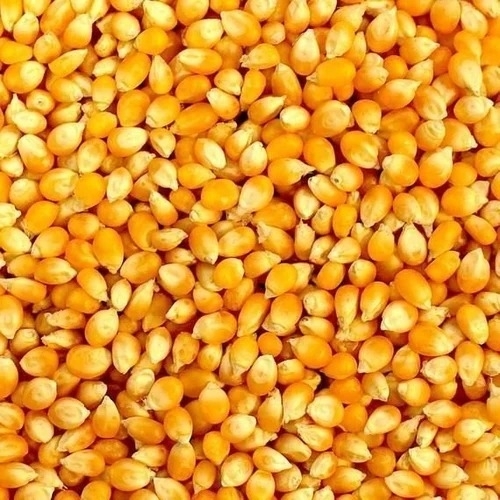 Yellow Corn Maize