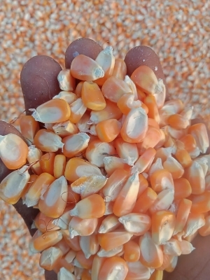 Yellow Corn Maize - Crop Year: 2025