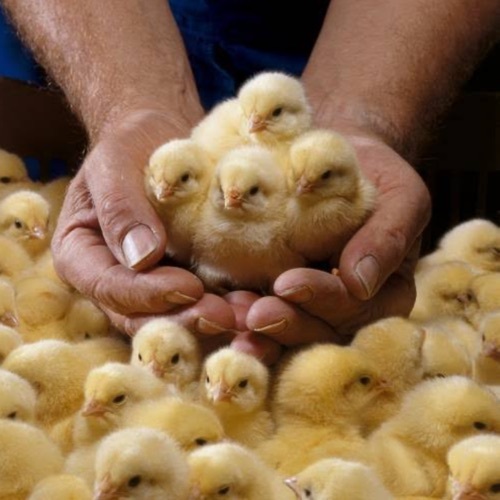 Animal Health - Poultry