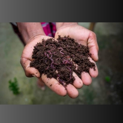 Agricultural Vermi Compost