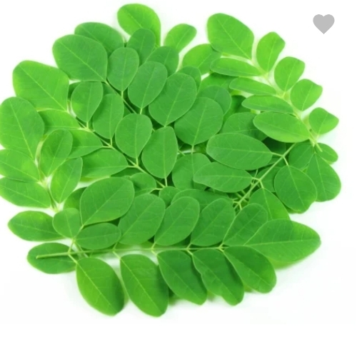 Moringa leaves
