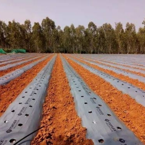 Mulching Sheet