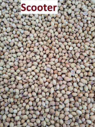 Scooter Coriander Seed