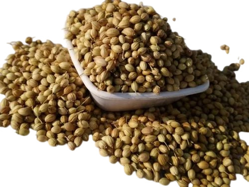 Scooter Coriander Seeds