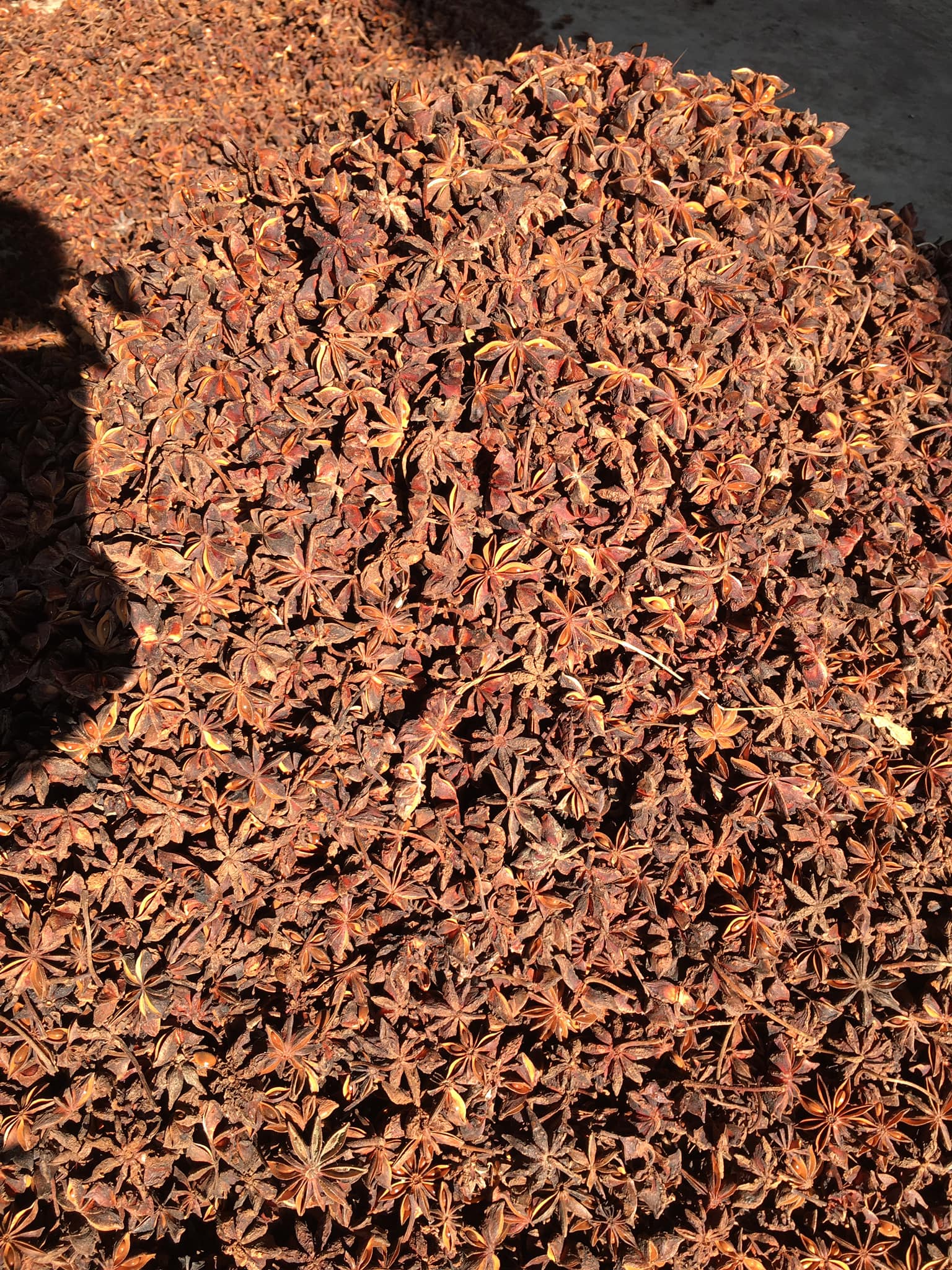 Dried Star Anise Premium Grade