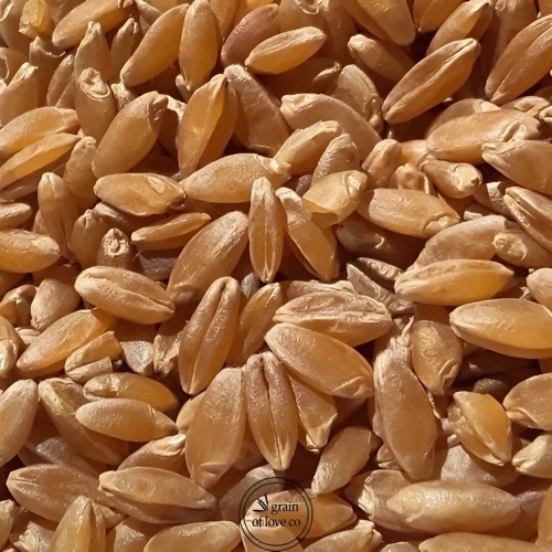 Durum Wheat Grain