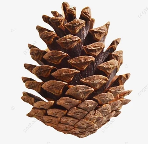 Natural Pine Cone