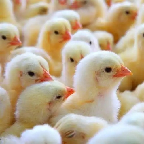 Poultry Farm Broiler Chicks