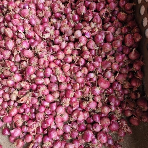 Shallot Small Onion