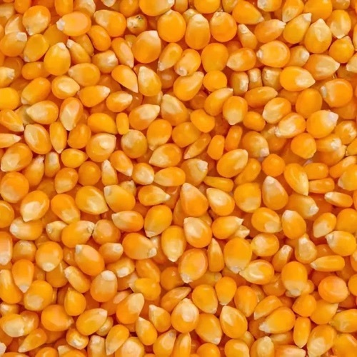 Yellow 9144 Maize Seed