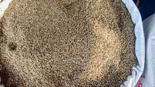 Cumin Whole