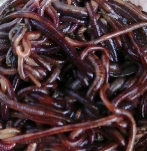 Australian Breed Eisenia Fetida Live Earthworms
