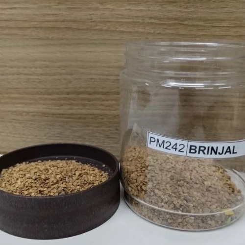 Brinjal Seeds