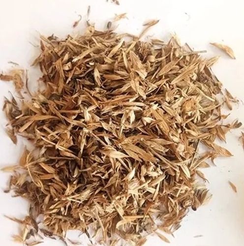 Fodder Hamata Seeds