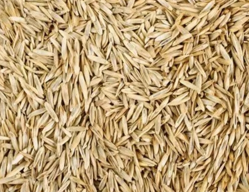 Hybrid Grass Seed