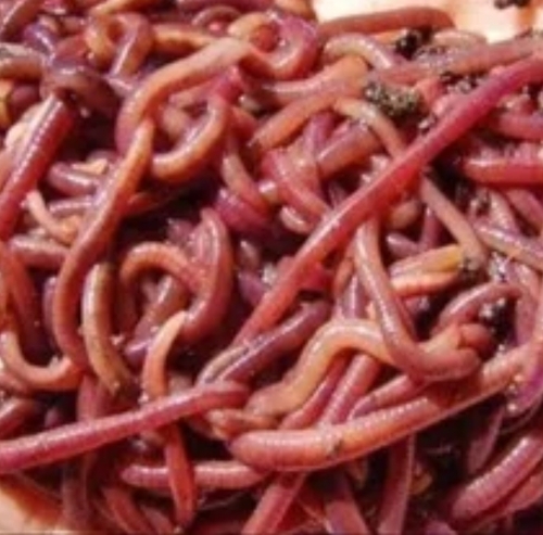 Red Earthworm