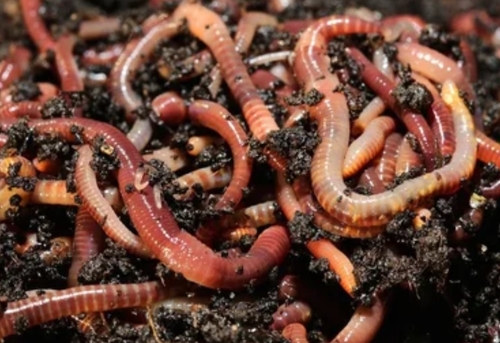 Red Wiggler Earthworm