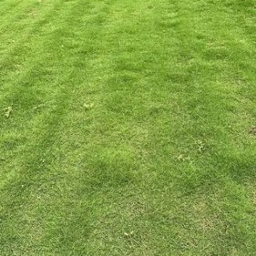 Pasalum Lawn Grass