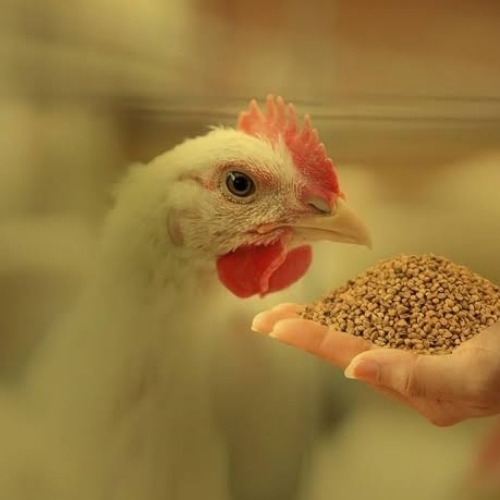 Chicken Feed