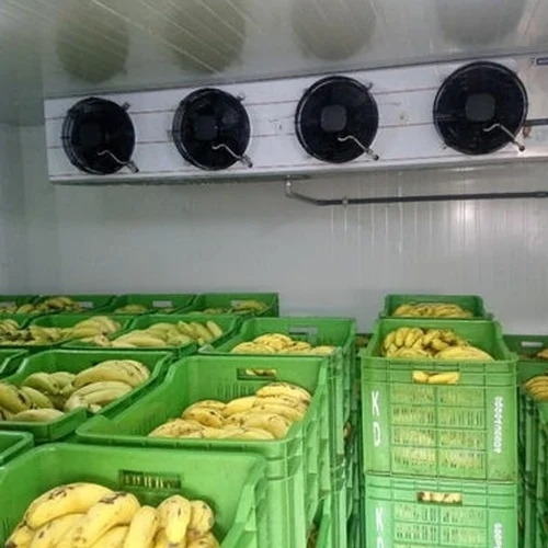 Banana Ripending chamber