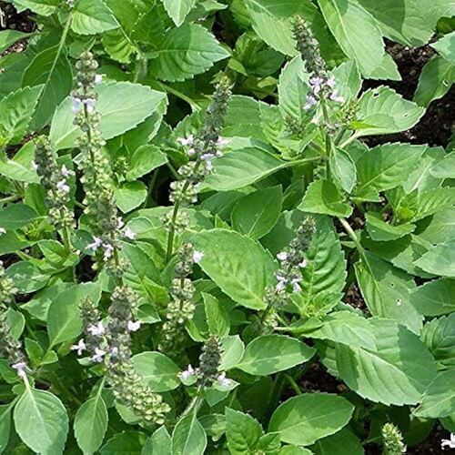 Ocimum Sanctum Plant - Age Group: For Adults