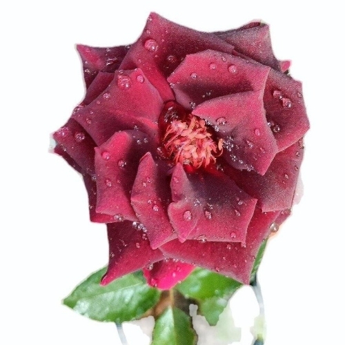 Rose Flower Plant