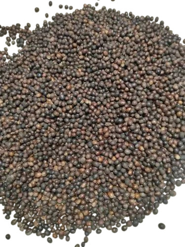 With Shell Nutmeg