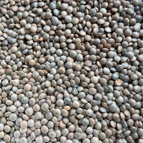 Black Masoor Dal