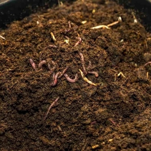 cow dung vermicompost manure
