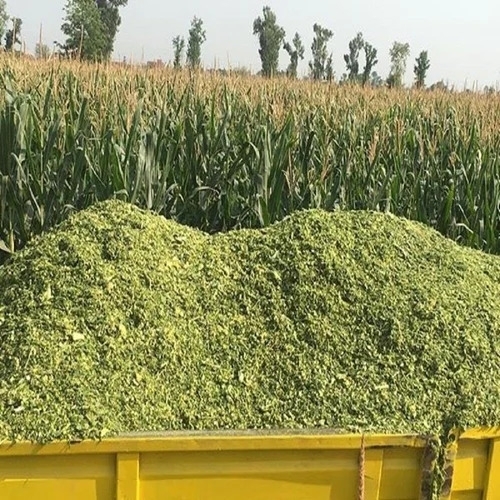 Fresh Corn Silage