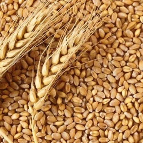 Sharbati Wheat Grain