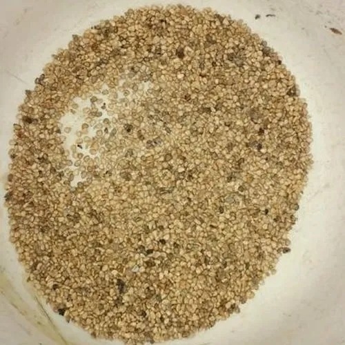 Guava Fruit Tree Seeds