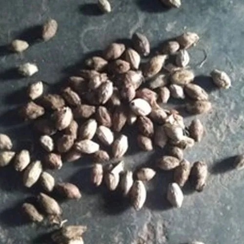 Melia Dubia Seed - Color: Brown