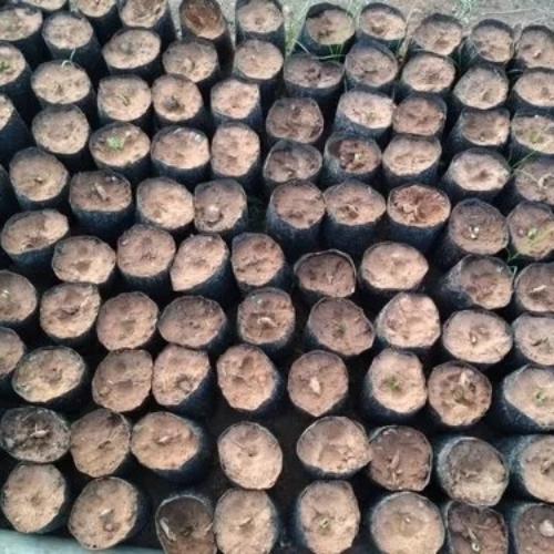 Red Sandalwood Seeds 