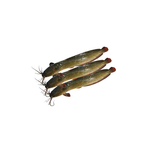 Fresh Singi Fish