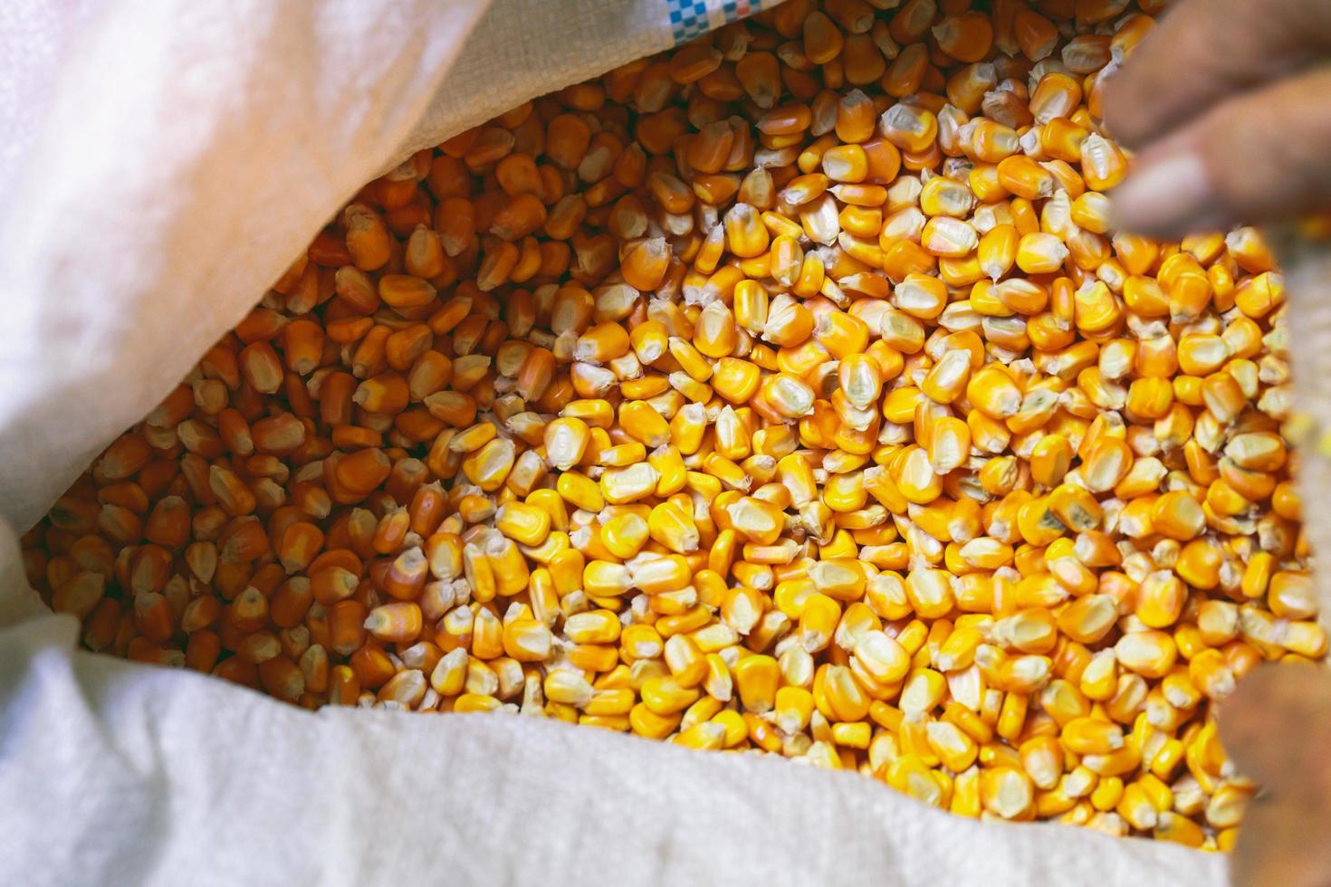 Yellow Maize Cattle Feed