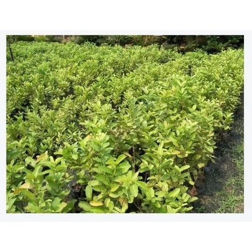 Guava plant