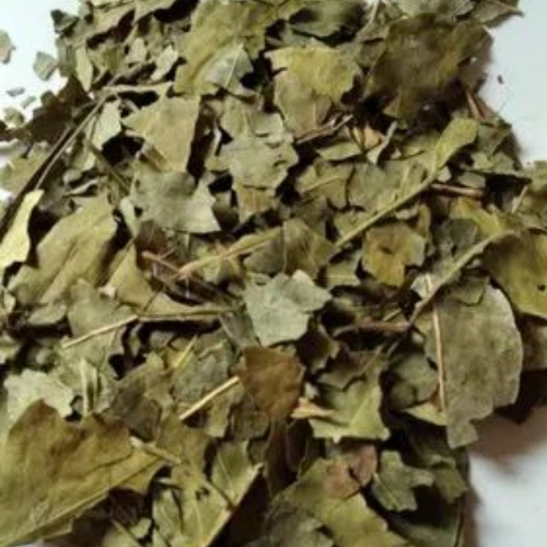 Bael Patra Leaves