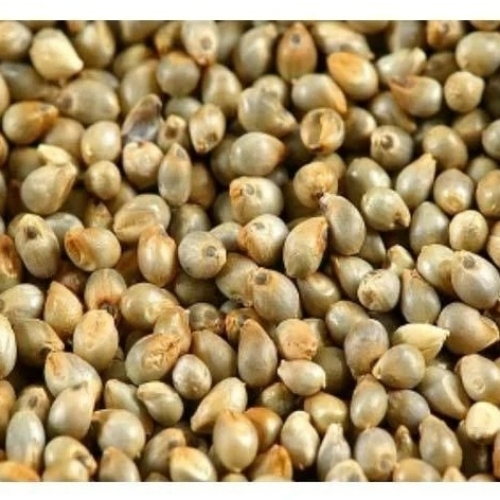 Bajra Seeds